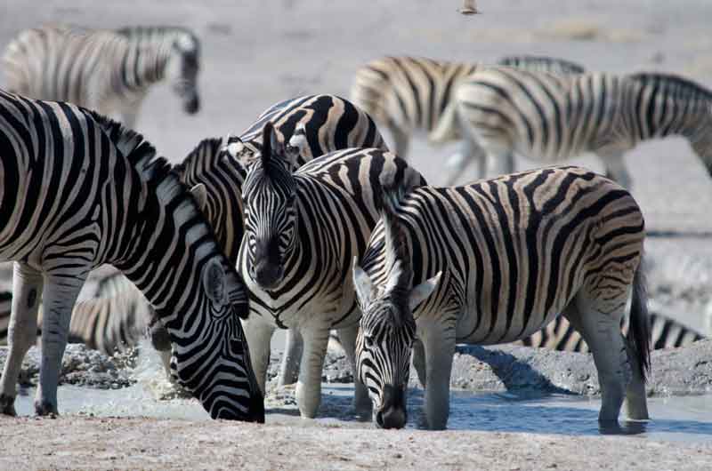Cebra - parque nacional de Etosha - Namibia 2.jpg